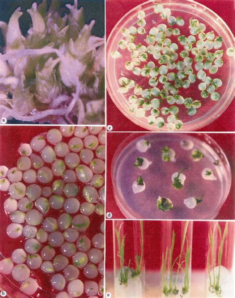 Development Of Synthetic Seeds And Their Germination Under In Vitro Download Scientific Diagram