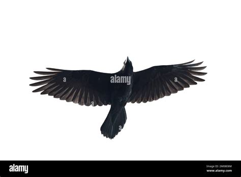 Black Raven Flying Isolated On White Background Stock Photo Alamy