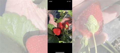 Саженцы клубники купить в Орле | Товары для дома и дачи | Авито