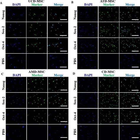 Expression Of Pluripotency Factors Nanog Sox 2 And Oct 4 In Mscs By Download Scientific