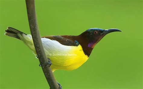 Birds of Tadoba - Incredible Tadoba