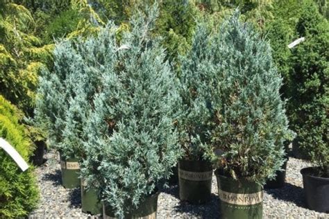 Голубые можжевельники: виды и сорта с названием и фото