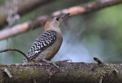 Juvenile Red Bellied Woodpecker Feederwatch