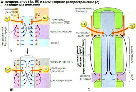 «Что из себя представляет нервный импульс?» — Яндекс Кью