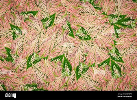 Fruit Pattern Background Plant Clothes Pattern Stock Photo Alamy