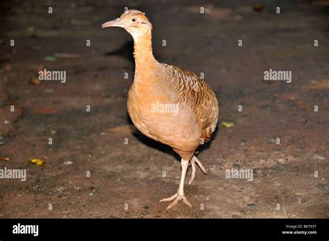 red winged tinamou rhynchotus rufescens parque das aves foz
