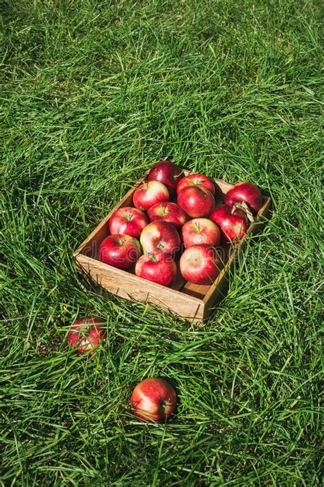 Flatlay Con Las Manzanas Rojas Maduras Frescas En Caja De Madera Imagen