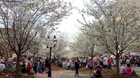 2021 Macon Ga Cherry Blossom Festival Date Events Announced Macon