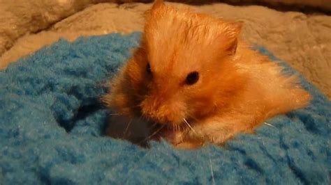 Teddy Bear Hamster Cute Hamster Golden Hamster Syrian Hamster