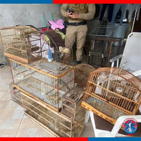 Aves Silvestres S O Resgatadas Em Resid Ncia De S O Francisco Do Sul