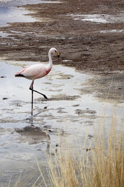 Premium Photo Panoramic View Of Lagoon Laguna De Canapa With Flamingo