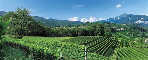 Вино Lacrima Purpura, Blanco Semidulce купить вино в Москве, цена 0 ...