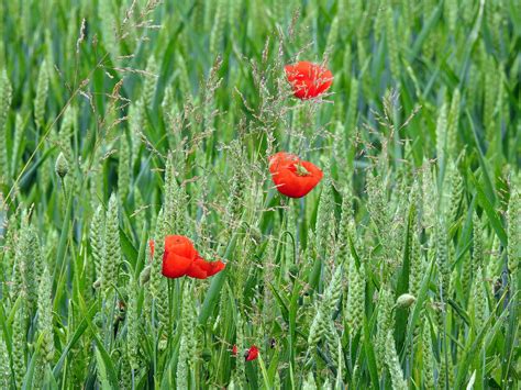 Cavenago Di Brianza Santa Maria In Campo Renata Testa Flickr