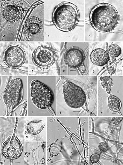 Morphological Characters Of Phytophthora Aquimorbida A E Oogonia Each