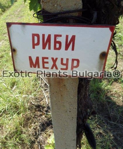 Grape Santa Paula / Санта Паула