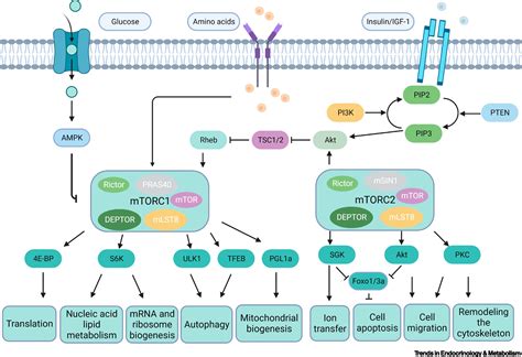 Regulatory Effect Of Orexin System On Various Diseases Through MTOR