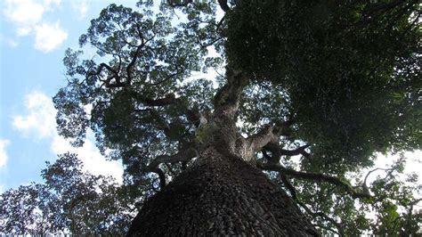 The World's 10 Oldest Living Trees