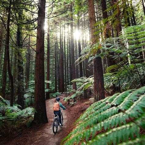 trail review rotorua forest loop revolution bikes