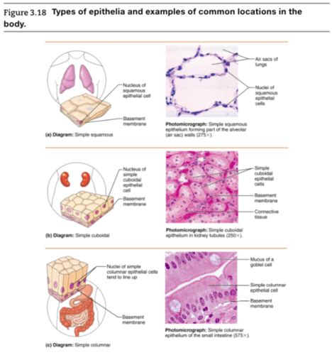 Tissue Types Flashcards Quizlet