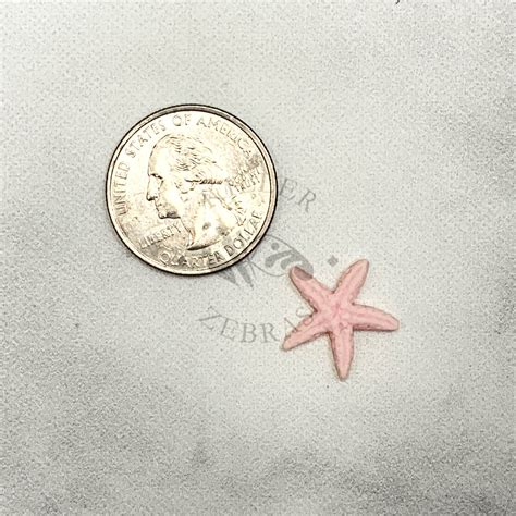 Starfish Mold Killer Zebras