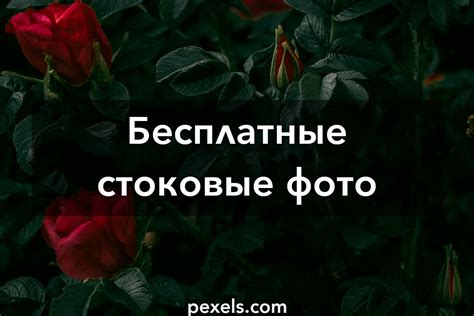 Фоновые изображения HD · Pexels