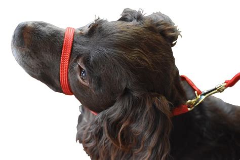 The Best Dog Headcollar For Stopping Pulling On The Lead Atelier Yuwa