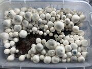 Post A Picture Of Someone You Consider HOT The Pub Shroomery Message Board