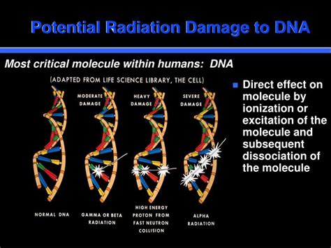 Ppt Biological Effects Of Ionizing Radiation Powerpoint Presentation