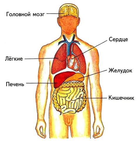 Строение Человека В Картинках С Описанием Органов - 64 фото
