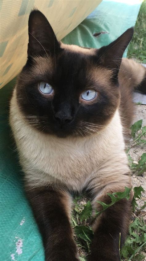 beautiful cat breeds  pictures top    beautiful