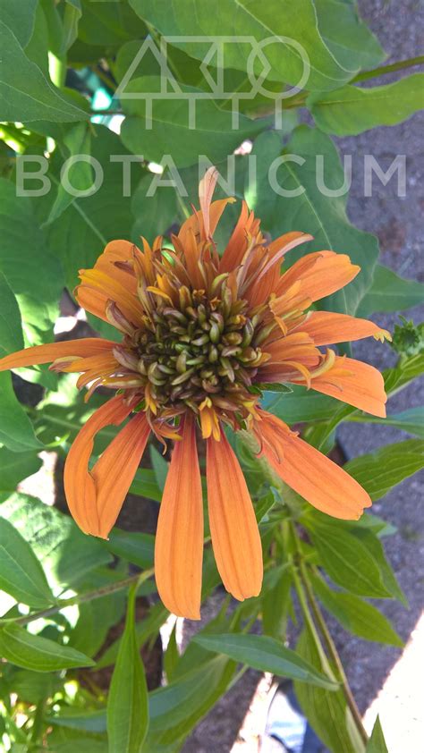 Эхинацея пурпурная 'Marmelade'