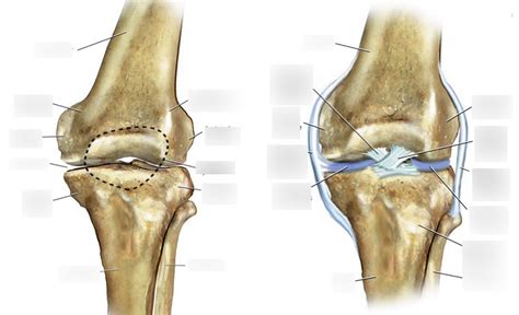 Knee Joint And Patella Anatomy Diagram Quizlet