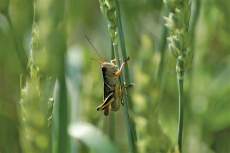 Some Prairie Provinces On Guard For High Grasshopper Numbers