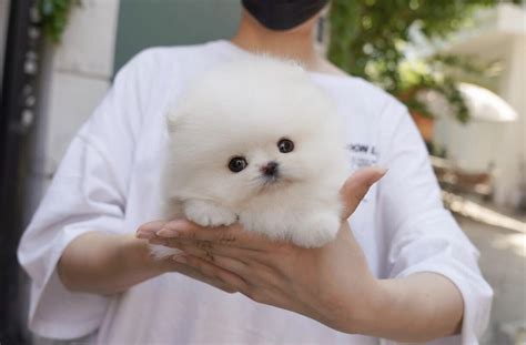 White Teacup Pomeranian For Sale Teacup White Pomeranian