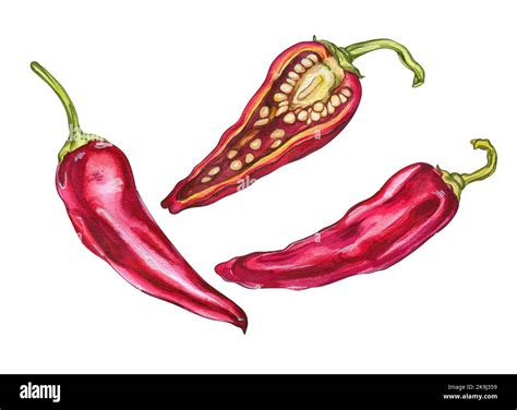 Red Hot Chili Pepper Watercolor Illustration For Menu Design Stock