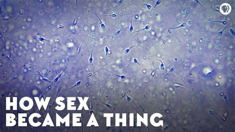How Sex Became A Thing Eons PBS LearningMedia