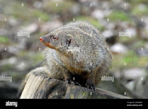 Banded Mongoose Zebramanguste Mangouste Rayée Zebramungó