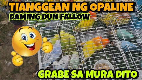 Murang Bilihan Ng Murang Lovebirds Sa Bocaue Bulacan Pet Market Part