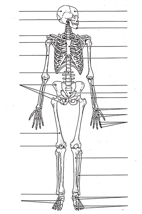 Label Skel Diagram Quizlet