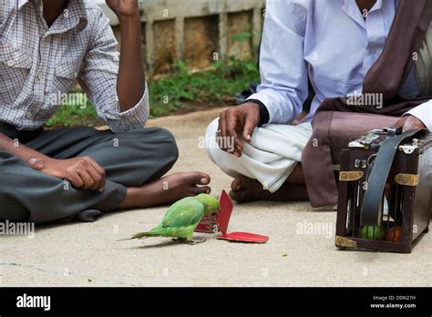 Parrot Astrology Indian Street Astrologer Fortune Teller With A