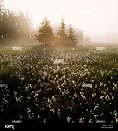 Grassland with trees Stock Photo - Alamy