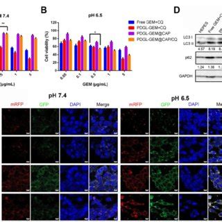 Biodistribution Of Cy Labeled Nanoparticles In Mice Bearing Pan