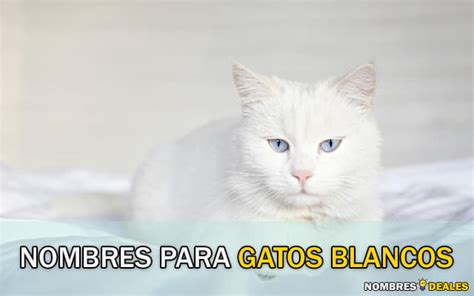 Ideas De Nombres Para Gatos Macho Blancos Con Pureza Y Elegancia