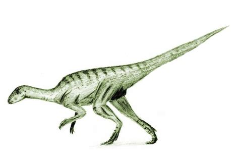 Secernosaurus | Separated Lizard | Herbivore