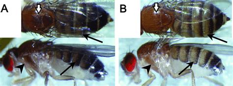 Pigmentation Variation Within Drosophila Melanogaster A Typical Dark