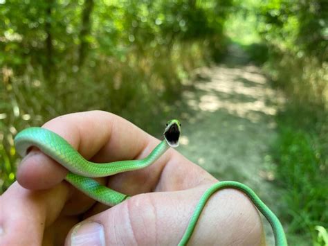 Cute Snek Snek