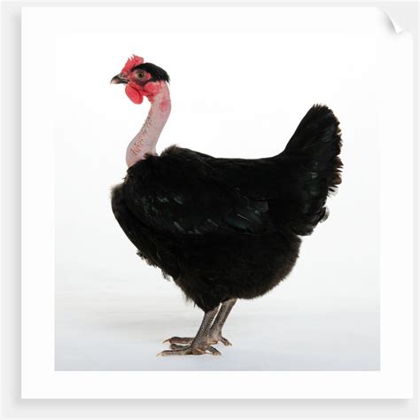 Transylvanian Naked Neck Hen Posters Prints By Corbis