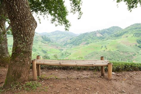 Bench Under The Tree Stock Photo At Vecteezy