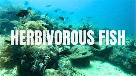 Herbivorous Fish Feeding Time Youtube