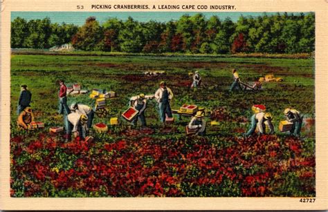 Cape Cod Mass People Picking Harvesting Cranberries Linen Vintage Postcard 10a Ebay